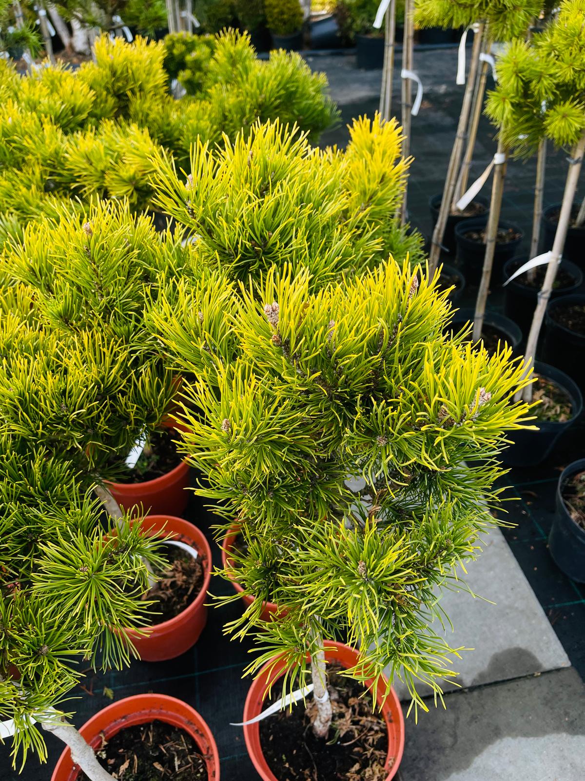 plant006 - Szkółka Ula Milczanowska